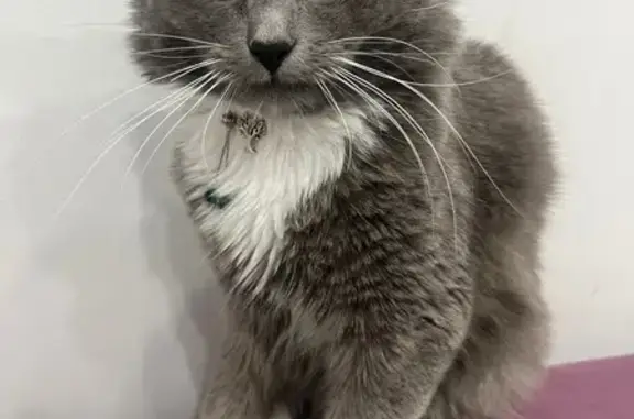 Пропал кот, улица Бабушкина, 1 к3, Улан-Удэ - серый с завитками на животе - photo