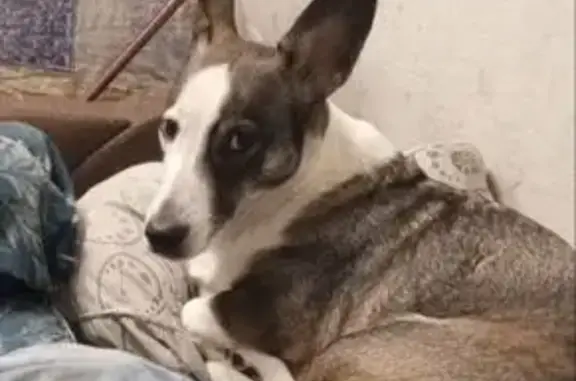 Пропала собака, Инициативная улица, 27А, Кемерово - правая лапа с изгибом - photo