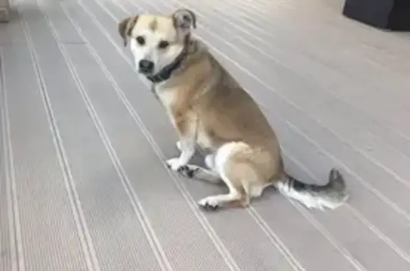 Пропала собака, 46К-9080, Обушково - кличка Толик, дворняжка - photo