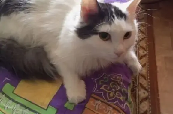 Пропал кот, улица 250-летия Челябинска, 23, Челябинск - белый с тёмной макушкой - photo