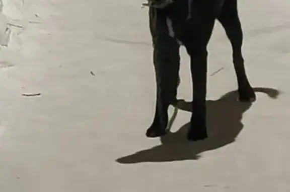 Найдена собака, Белорецк, фото: Найден собака, улица Тюленина, 36, Белорецк - чёрный с ошейником и сорванной цепью