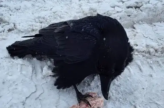 Найдена птица, Новосходненское...