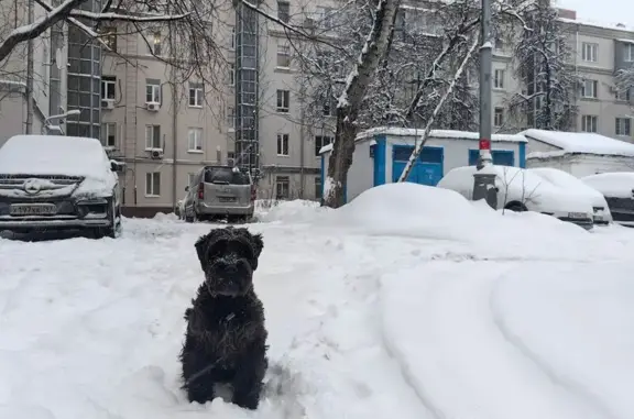 Пропал собака, Чурики, Катино - чёрный, лохматый, добрый - photo