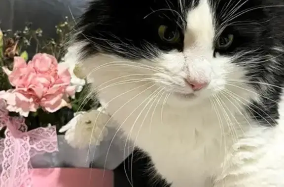 Пропал кот, Саратов, Саратовская область - очень пушистый с длинной шерстью - photo