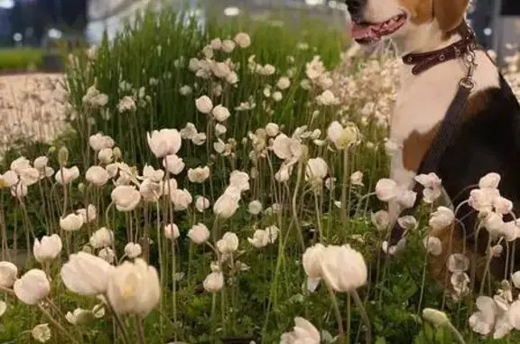 Пропала собака, улица Петра Хузангая, Альметьевск - розовый ошейник - photo