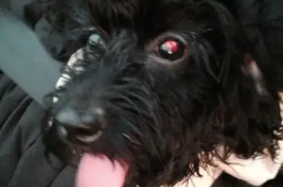 Найдена собака, Архангельское, фото: Найден собака, Садовая улица, 36, Архангельское - чёрный, кудрявый в голубой безрукавке