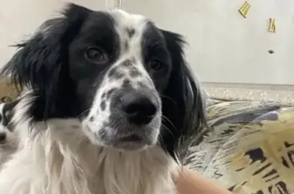 Пропал собака, Смольная улица, 9, Кемерово - бело-черный, ласковый - photo