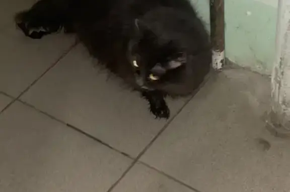 Найденные животные Иваново, фото: Найдена кошка, улица Андрианова, 10, Иваново - похожа на домашнюю