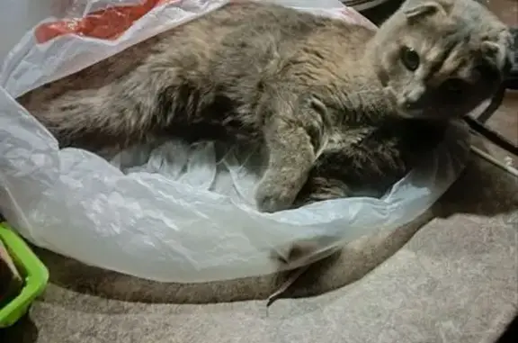 Пропала кошка, Советская улица, 44, городской округ Мценск - черепаховый цвет - photo