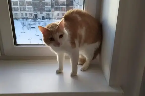 Пропал кот, улица Босова, Истра - рыжий с белым, ласковый - photo