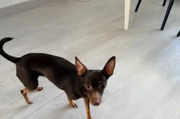 Найденные животные Ставрополь, фото: Найдена собака, женский пол, улица Матрены Наздрачевой, 7, Ставрополь - ласковая, любит обниматься