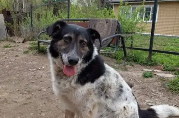Пропал собака, мужской, д. Тимашово, Калужская область - чёрно-белый окрас - photo