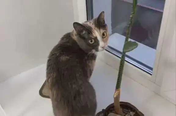 Пропала кошка, проспект 50-летия Октября, 26, Улан-Удэ - трёхцветная, пугливая и ласковая - photo