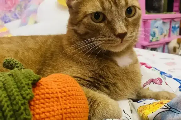 Пропал кот, Северная улица, Белоусово - рыжий с белым пятнышком и красным ошейником - photo