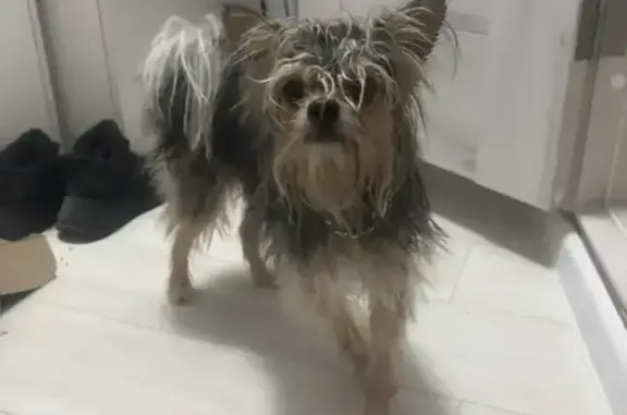 Найденные животные Ставрополь, фото: Найдена собака, мужской, улица Доваторцев, 51/3, Ставрополь