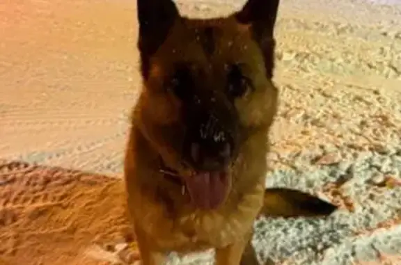 Найдена собака, Поповка, фото: Найдена собака, мужской пол, Поповка, Московская область - бегала по дороге