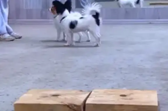 Объявления о пропавших и найденных животных, Тамбов, фото: Пропал щенок папийон, Тамбов