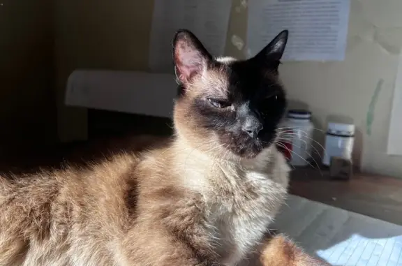 Пропал кот, Дубковское шоссе, 38, Сестрорецк - тайский, 14 лет - photo