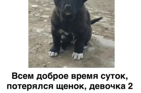 Пропала собака, женский пол, Чебоксарская улица, 17, Волгоград - photo