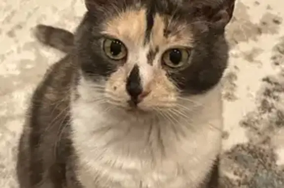 Кошки потеряшки, Мурманск, фото: Потеряшка кошка, улица Героев Рыбачьего, Мурманск - серая с белой мордочкой