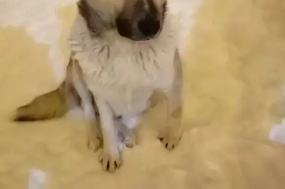 Пропал собака, мужской, Светлая улица, 10, Осиново - забрал отлов Мадьянкина - photo