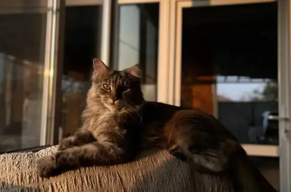 Пропала кошка, улица Фрунзе, Афипский - кисточка на одном ушке - photo