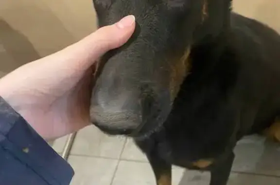 Пропала собака, улица Марины Цветаевой, Королёв - чёрная французская овчарка с рыжими подпалинами - photo