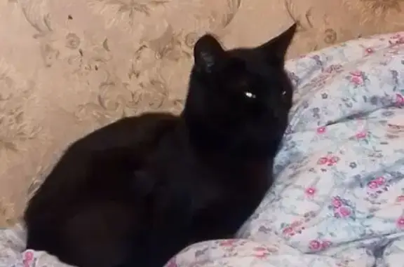 Пропал кот, Гвардейская улица, 6, Новочеркасск - не вернулся после прогулки - photo