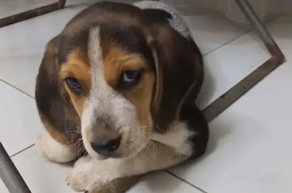 Пропала собака, Абрикосовая улица, 8, Астрахань - чёрно-серый ошейник - photo