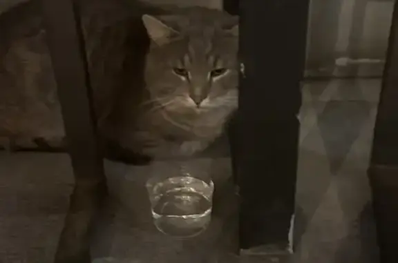 Найденные животные Раменское, фото: Найдена кошка, мужской, Октябрьская улица, 1-Б/2, Раменское - домашний и ласковый