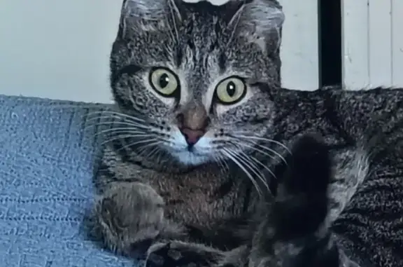 Кошки потеряшки, Чита, фото: Потеряшка кошка, Весенняя улица, 4, Чита - полосатая, уши отмороженные