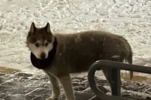 Найдена собака, Ульяновск, фото: Найдена собака, улица Димитрова, Ульяновск - красный шарфик на шее