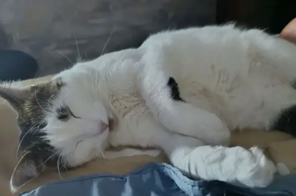 Кошки потеряшки, Липецк, фото: Потеряшка кот, улица Папина, 9, Липецк - откликается на имя Тихон