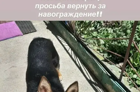 Пропала собака, Делегатская улица, Пятигорск - девочка по имени Шера - photo