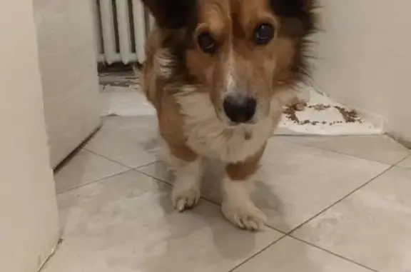 Найдена собака, Брянск, фото: Найден собака, Брянск, Брянская область - рыжий с белым окрас