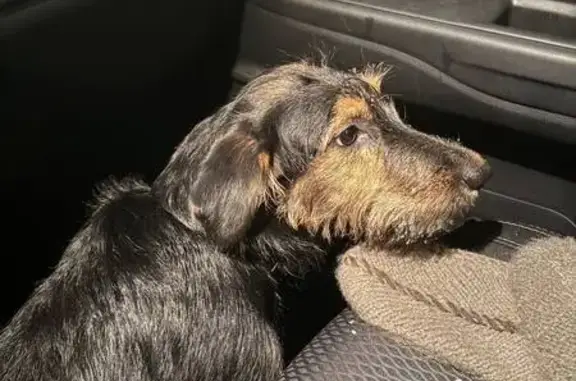 Найдена собака, Москва, фото: Найдена собака, Нижегородская улица, 61, Москва - чёрный ошейник