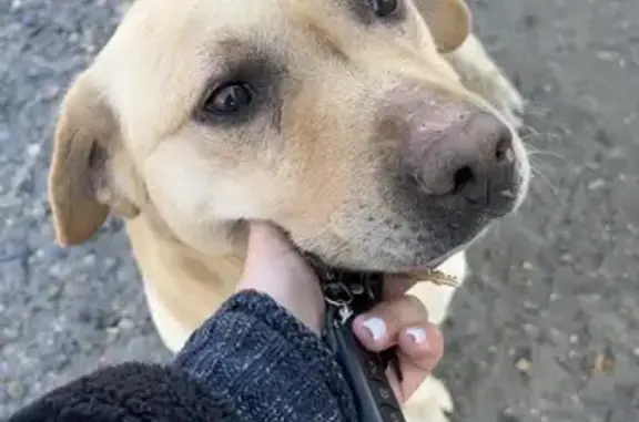 Найденные животные Ставрополь, фото: Найден собака, мужской, 9-я улица Линия, Ставропольский край - похож на лабрадора