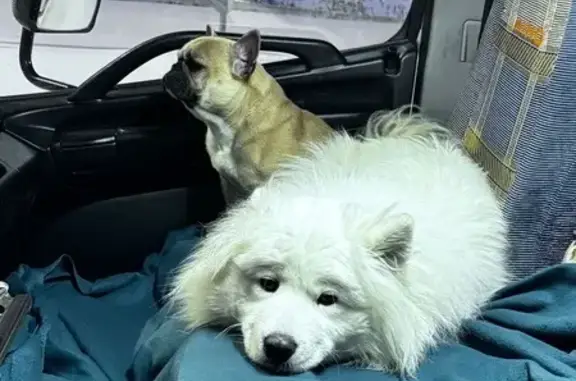 Найденные животные район Коммунарка, фото: Найден самец собаки, Малая Летовская улица, район Коммунарка - самоед и бульдог, чистые и воспитанные