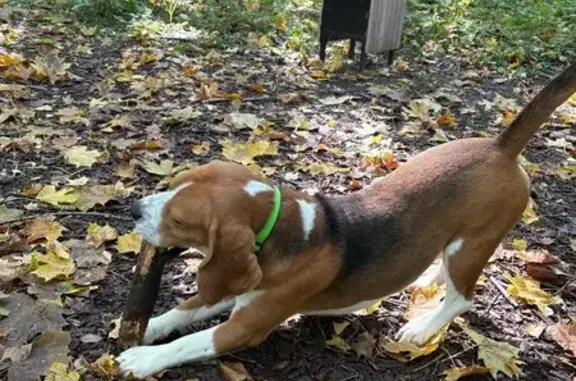 Пропал собака, Комсомольский бульвар, 3 к2, Арзамас - рыже-белый окрас - photo