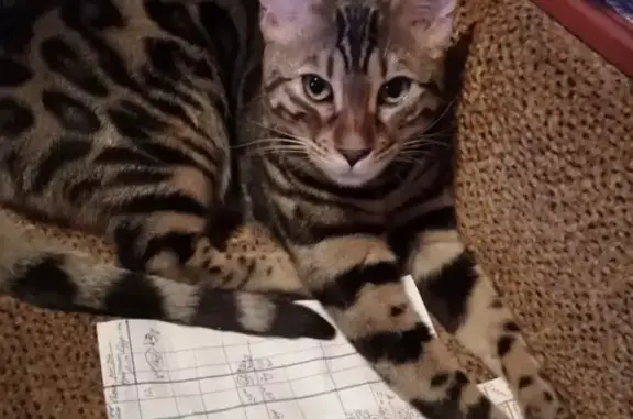 Пропал кот, проспект Художников, 34/12, Санкт-Петербург - бенгальский, розетчатый окрас - photo