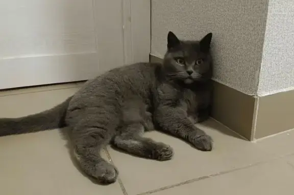 Найдена кошка, Майкоп, фото: Найдена кошка, Краснооктябрьская улица, 36, Майкоп - серая и ухоженная