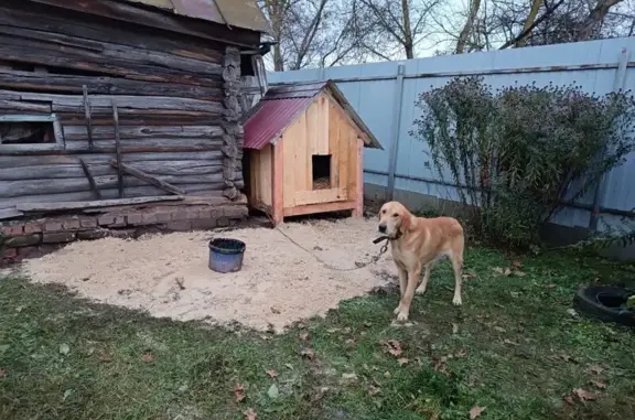 Пропала собака, Коммунистическая улица, 16, Новозыбков - рыжий с зелёным ошейником - photo