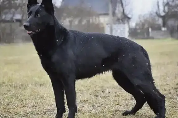 Пропала собака, Вокзальная улица, Ржев - белая с чайкой на груди - photo