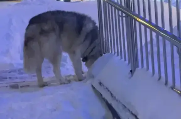 Найдена собака, Оренбургский тракт, Казань - ухоженная - photo