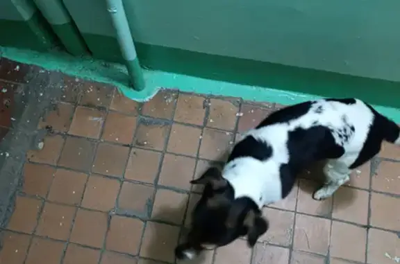 Найдена собака, Набережные Челны, фото: Найден собака, мужской, 48/11, Набережные Челны - черные и рыжие пятна