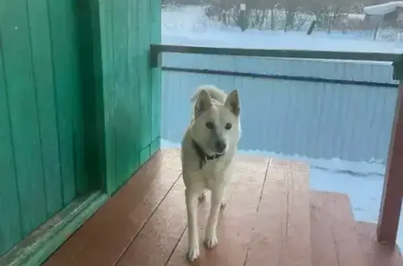Пропал собака, улица Якау, Чувалкиповский сельсовет, Чишмы - очень доверчивый к людям - photo