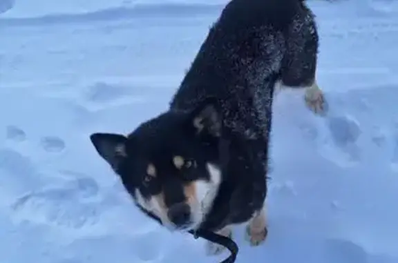 Найдена собака, Куликово, фото: Найдена собака, 46Н-00999, Куликово - боится заходить в помещения