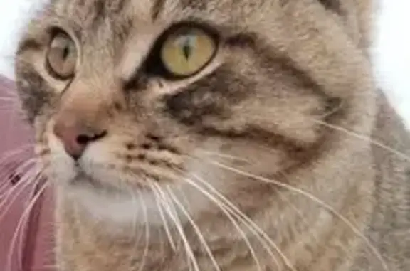 Пропал кот, сельское поселение Тимофеевка, Самарская область - тигровый окрас - photo