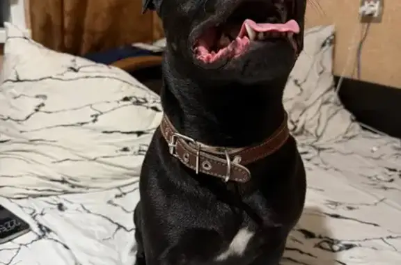 Найдена собака, Воронеж, фото: Найден собака, улица Генерала Лизюкова, 38А, Воронеж