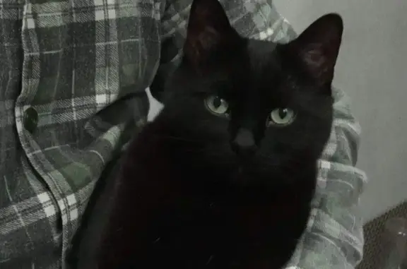 Пропала кошка, Заречная улица, Алёшино - чёрная с коричневым переливом - photo